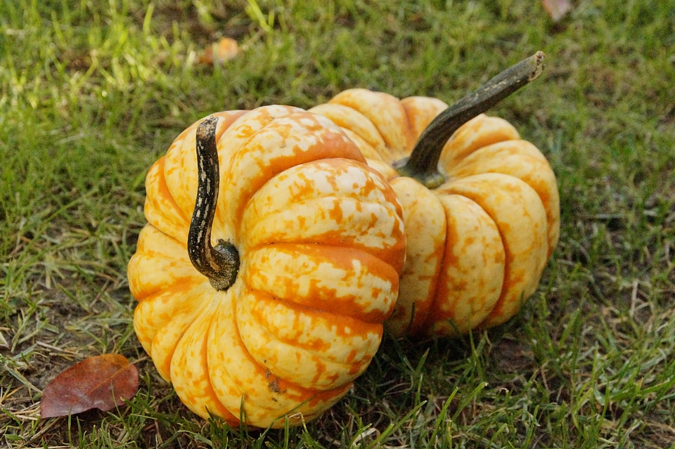 October pumpkins decoration