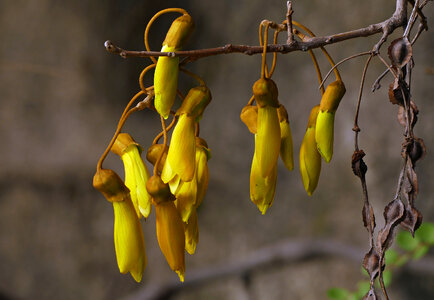 kowhai tree flower in springtime