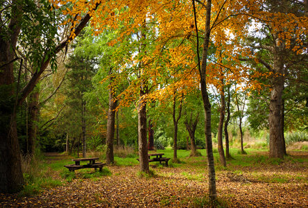 The picnic tables