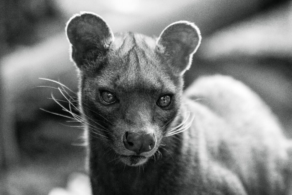Fossa - Cryptoprocta ferox