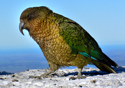 Colourful Kea bird on road in New Zealand