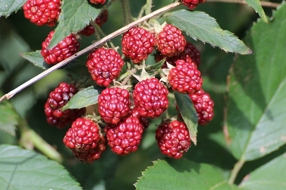 Berries immature red