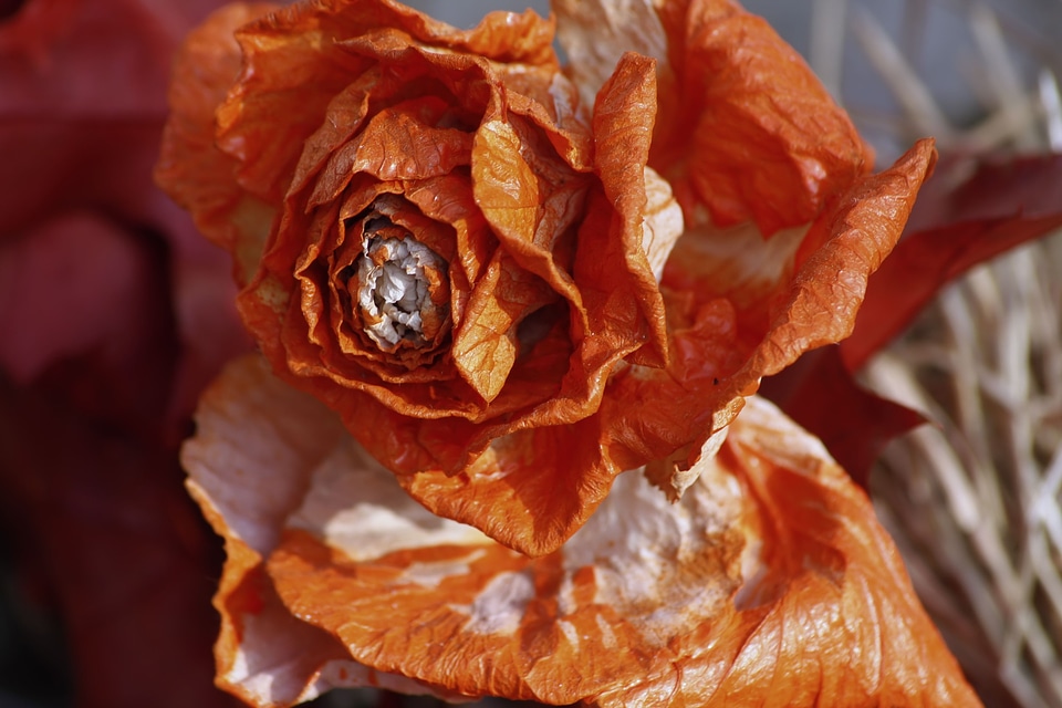 Nature flora roses