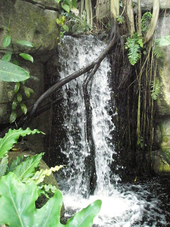 Natural forest fall