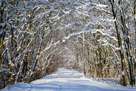 Snow forest alley photo