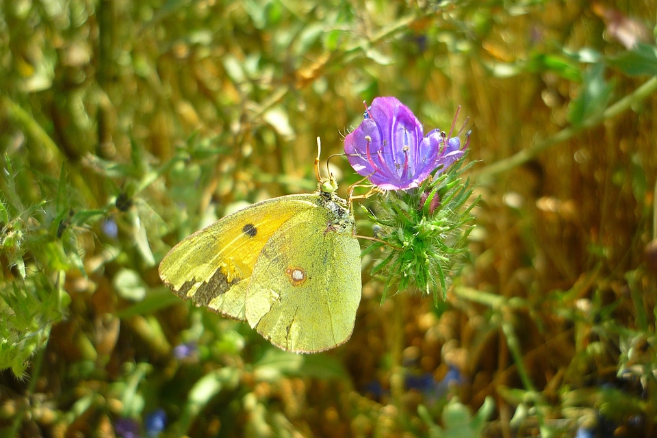 Croceus common bugloss purple