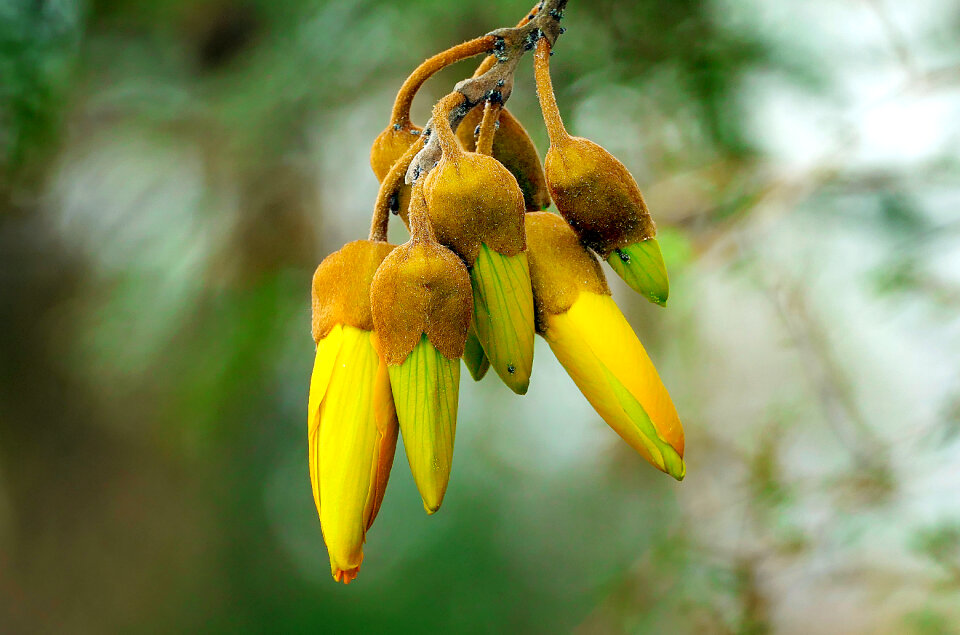 Yellow kowhai flowers