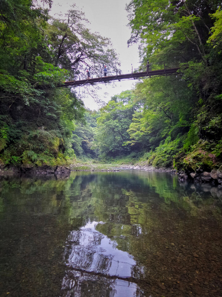 Landscape photography of trees in the forest of Japan
