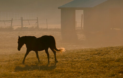 Silhouette of a beautiful Arabian horse photo
