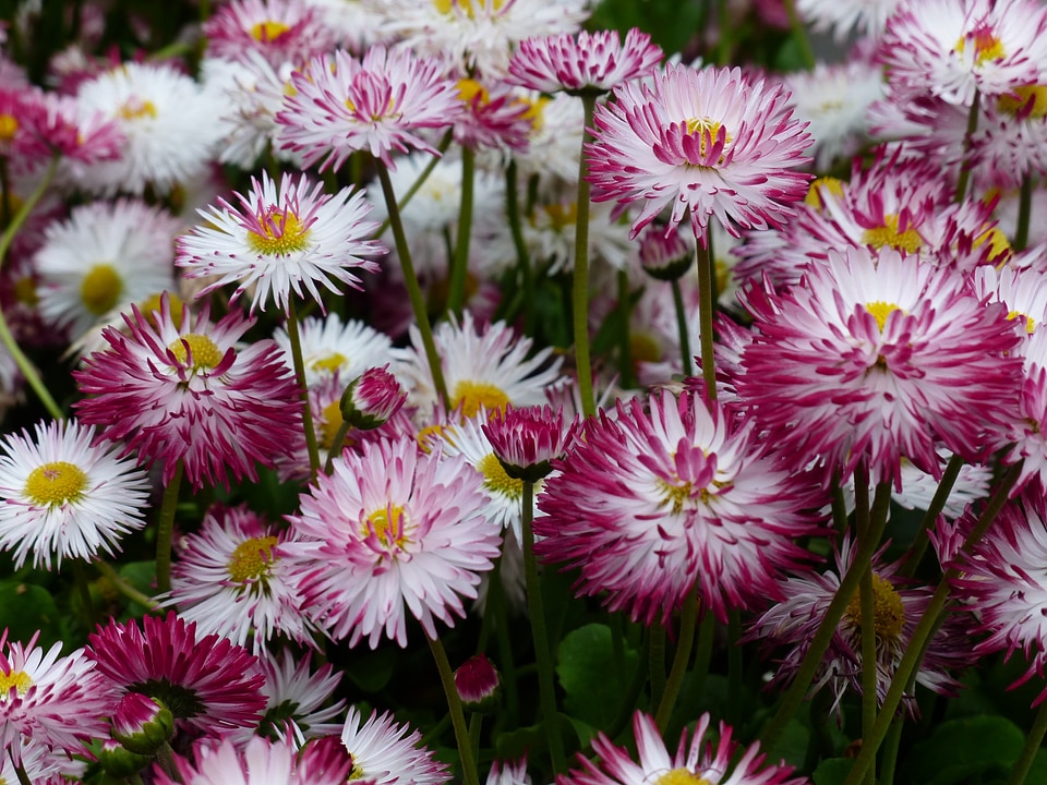 Bloom bellis philosophy multiannual daisy
