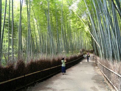 Bamboo Forest in Japan, Arashiyama, Kyoto photo