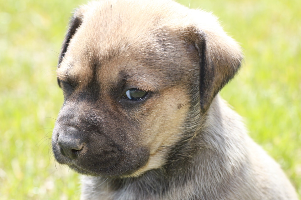 Brown fur portrait