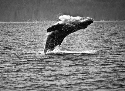 Breaching whale off