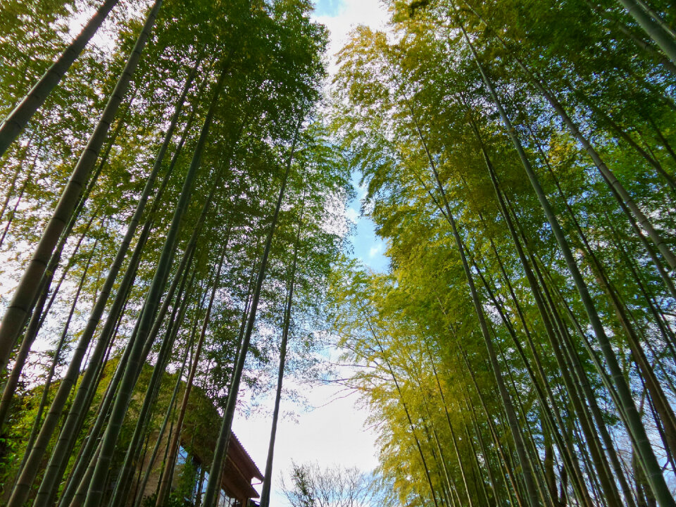Lanscape of bamboo tree