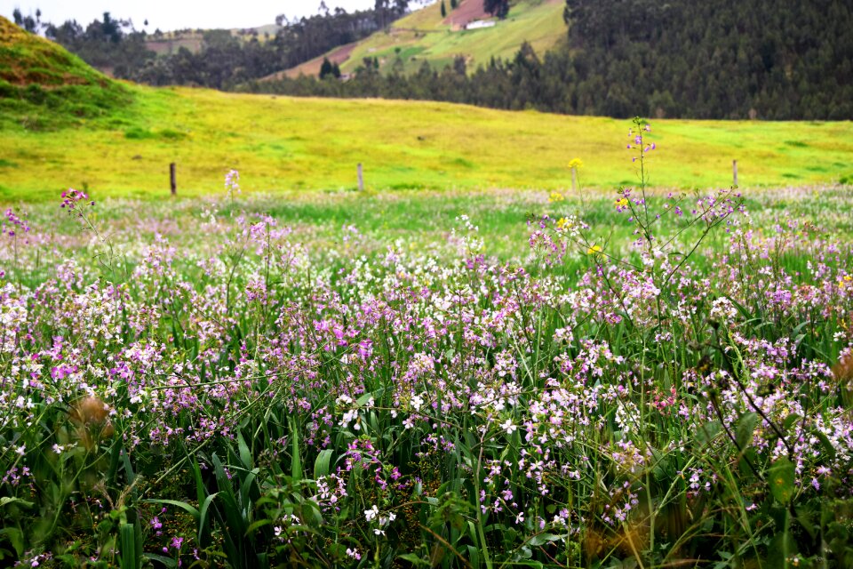 Lots of Flora and Fauna Ecuador. Otavalo