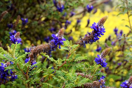 Lots of Flora and Fauna Ecuador. Otavalo
