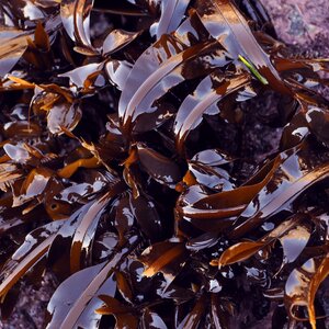 Holdfast of Seaweed