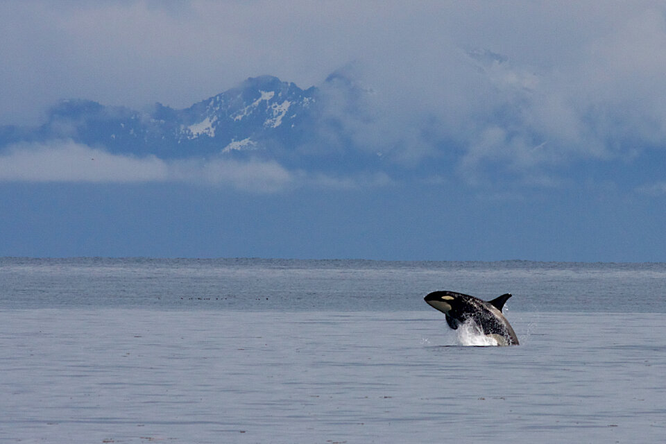 humpback whale in Kenai fjords National Park