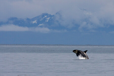 humpback whale in Kenai fjords National Park