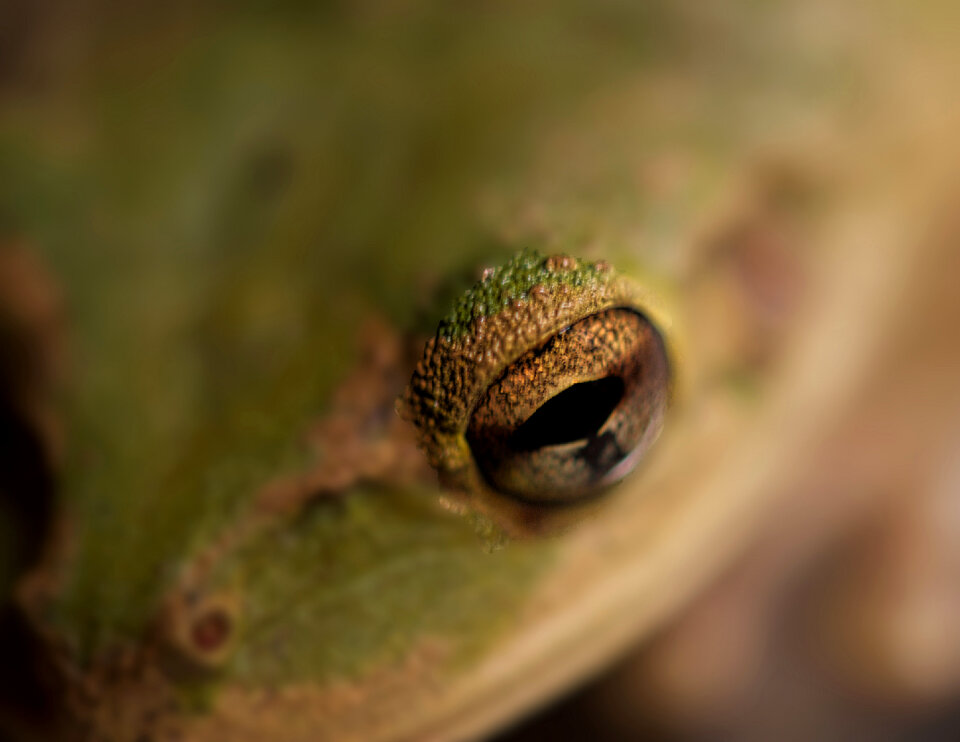 close up of the eye of a frog