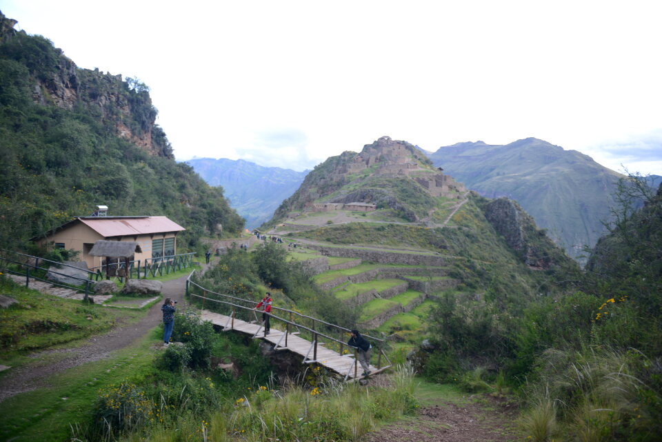 Golden rice field near Cusco, Peru