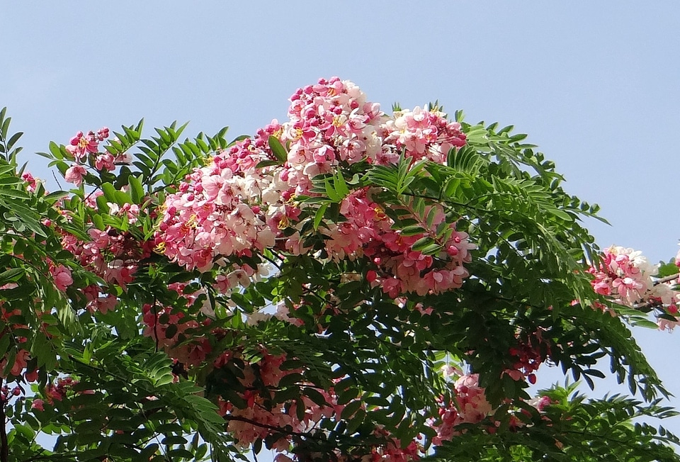Apple blossom tree rainbow shower tree flower
