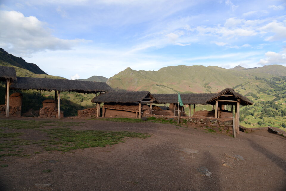 Golden rice field near Cusco, Peru