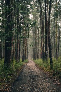 Long path through a forest photo