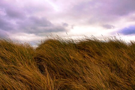 Irish grass field blowing in the wind