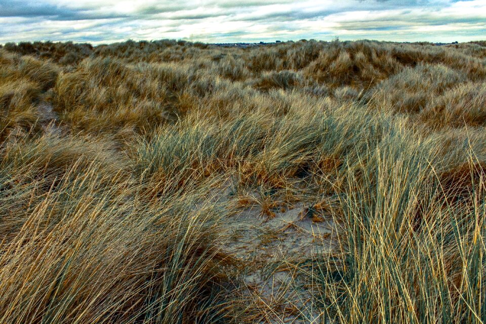 Irish grass field blowing in the wind