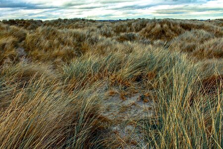 Irish grass field blowing in the wind photo