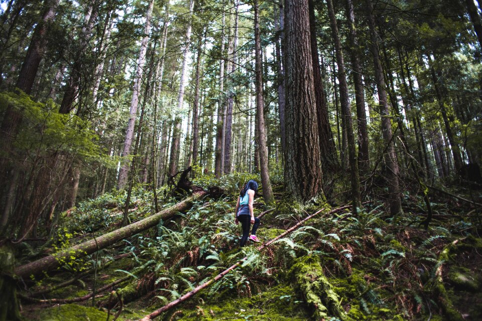 Hiker woman with backpack walking on path in summer forest photo