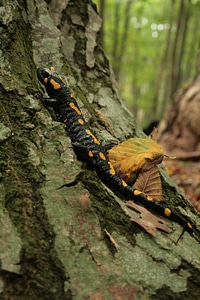 Amphibian spotted forest photo