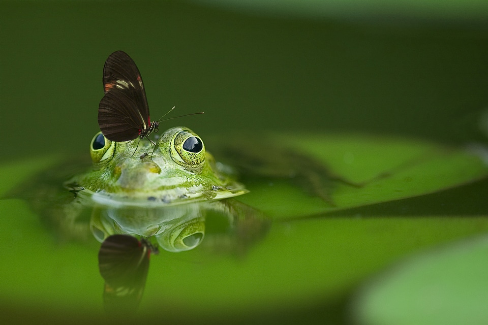 Mirroring nature water