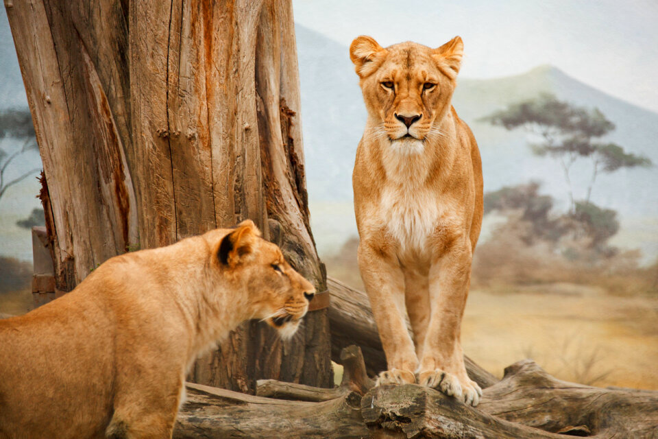 Two lions standing, one of them is on the log photo