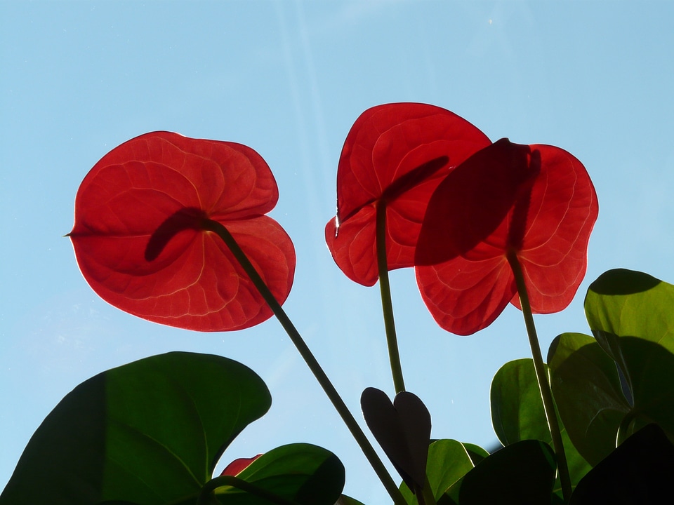 Flowers red flower