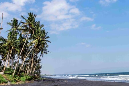 Beautiful palms. Bali island. Indonesia