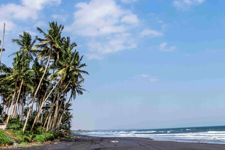 Beautiful palms. Bali island. Indonesia photo