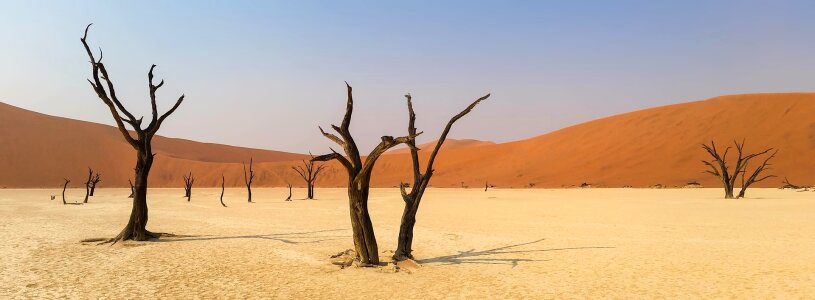Desert in Namibia Desert With Dead Trees photo