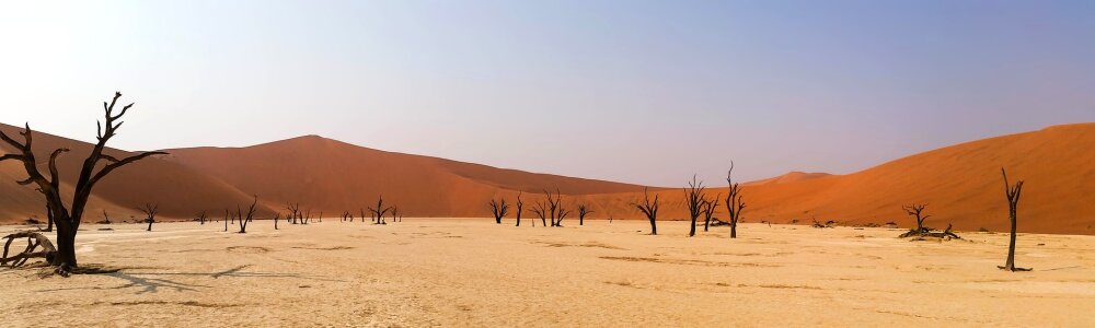 Dead Acacia erioloba in the Dead Vlei (Dead Valley), Namibia Dese photo
