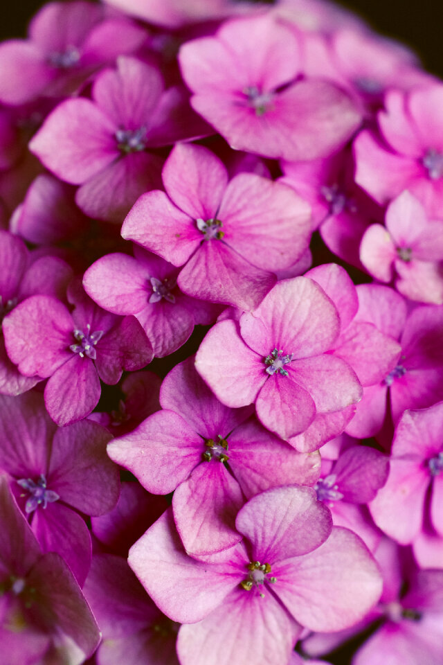 colourful spring flowers