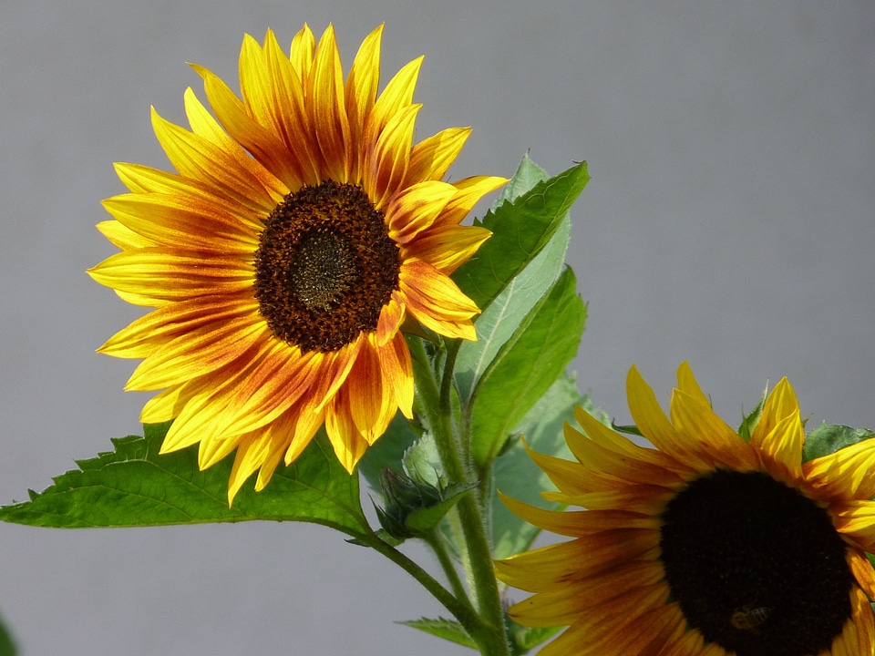 Flower plant yellow