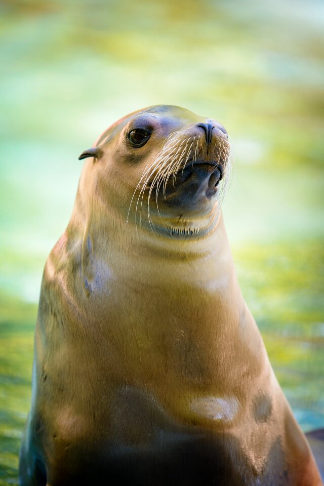 California sea lion