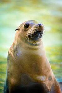 California sea lion