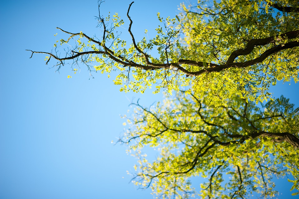 Foliage branches nature