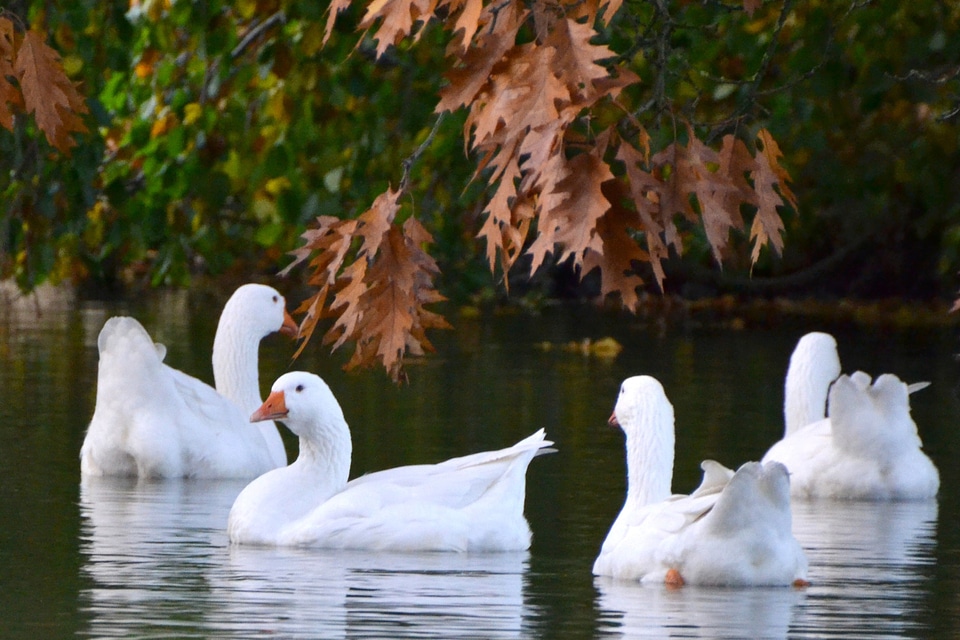 Water group autumn