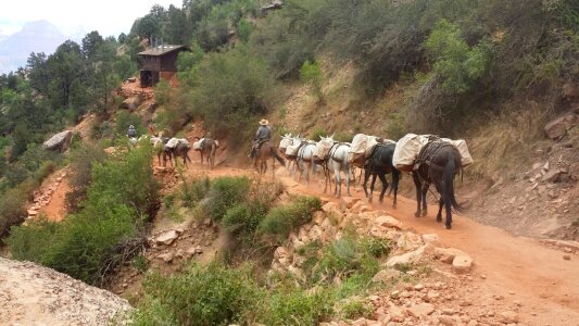 People riding up a trail at the Grand Canyon
