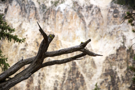 South Rim of the Grand Canyon of the Yellowstone photo