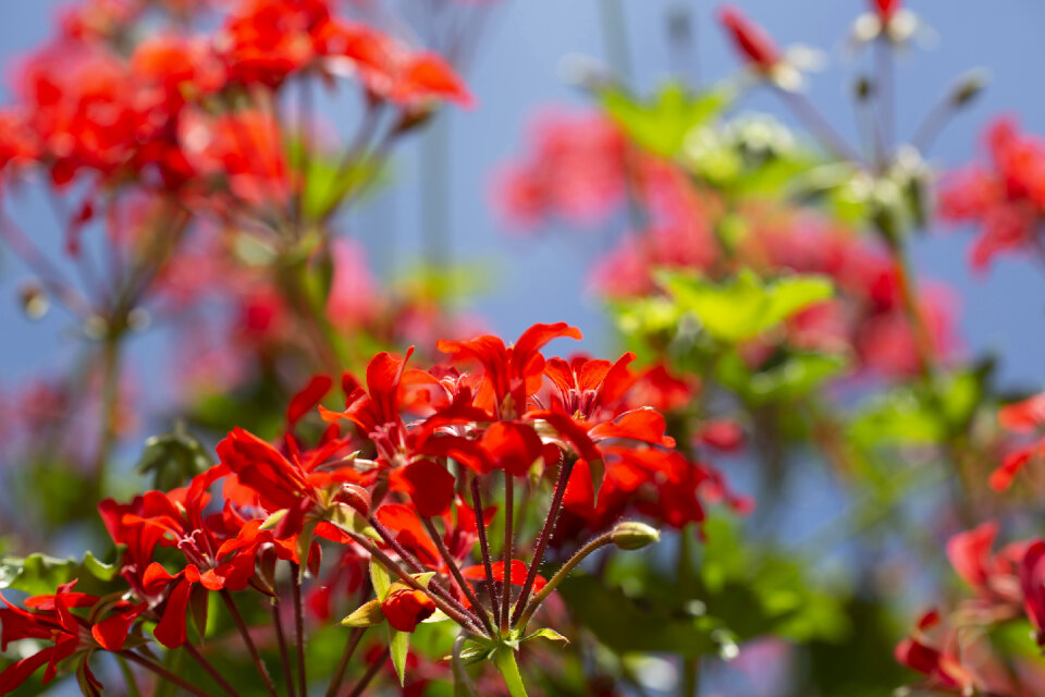 Blooming spring flowers