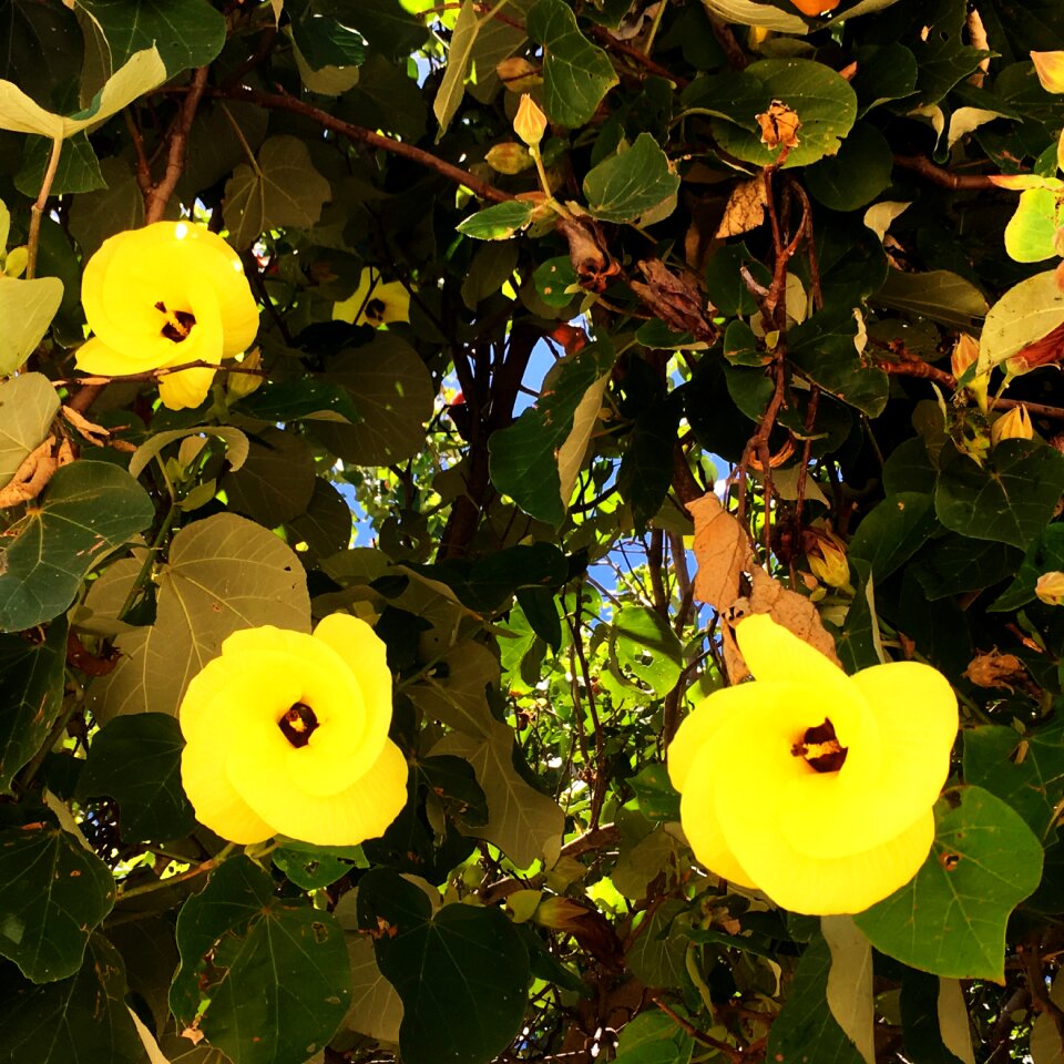 Moreton Bay Island Hibiscus, QLD Australia